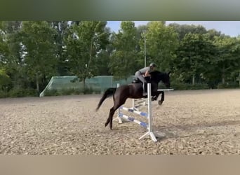 Caballo de deporte alemán, Yegua, 6 años, 175 cm, Morcillo