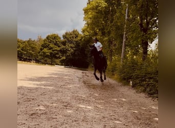 Caballo de deporte alemán, Yegua, 6 años, 175 cm, Negro
