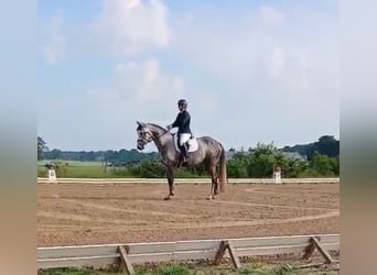 Caballo de deporte alemán, Yegua, 6 años, 175 cm, Tordo