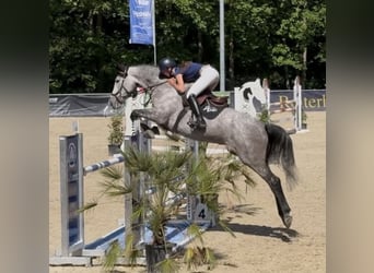 Caballo de deporte alemán, Yegua, 6 años, 175 cm, Tordo