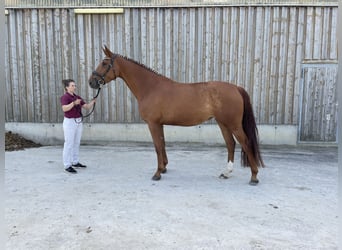 Caballo de deporte alemán, Yegua, 6 años, 176 cm, Alazán