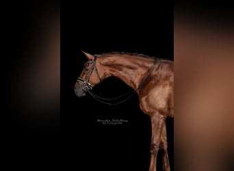 Caballo de deporte alemán, Yegua, 6 años, 182 cm, Alazán