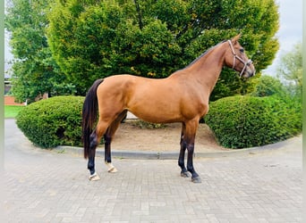 Caballo de deporte alemán, Yegua, 6 años, Castaño