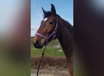 Caballo de deporte alemán, Yegua, 6 años, Castaño