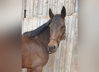 Caballo de deporte alemán Mestizo, Yegua, 7 años, 152 cm, Castaño