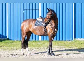 Caballo de deporte alemán, Yegua, 7 años, 158 cm, Castaño