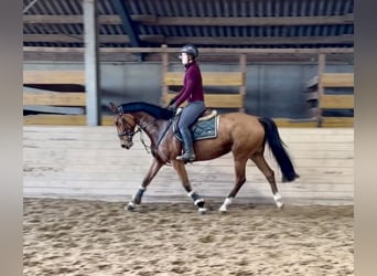 Caballo de deporte alemán, Yegua, 7 años, 160 cm, Castaño