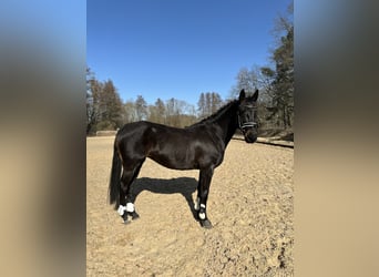 Caballo de deporte alemán Mestizo, Yegua, 7 años, 160 cm, Negro