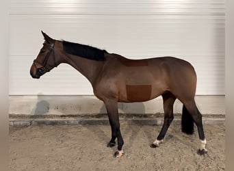 Caballo de deporte alemán, Yegua, 7 años, 162 cm, Castaño