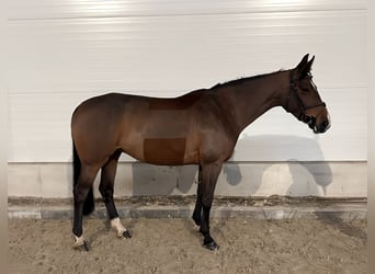 Caballo de deporte alemán, Yegua, 7 años, 162 cm, Castaño