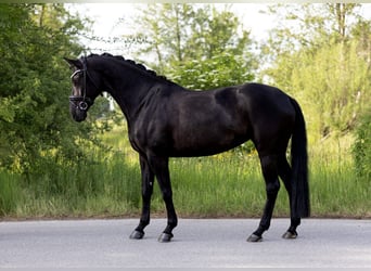 Caballo de deporte alemán, Yegua, 7 años, 162 cm, Negro