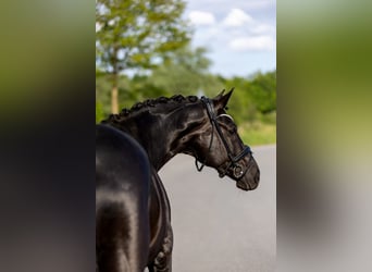 Caballo de deporte alemán, Yegua, 7 años, 162 cm, Negro