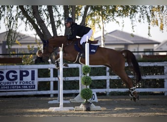 Caballo de deporte alemán, Yegua, 7 años, 163 cm, Alazán-tostado