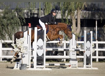 Caballo de deporte alemán, Yegua, 7 años, 163 cm, Alazán-tostado