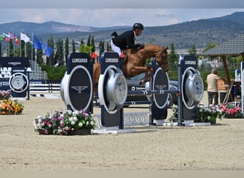 Caballo de deporte alemán, Yegua, 7 años, 163 cm, Alazán-tostado