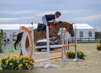 Caballo de deporte alemán, Yegua, 7 años, 163 cm, Alazán-tostado