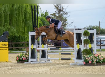 Caballo de deporte alemán, Yegua, 7 años, 163 cm, Alazán-tostado
