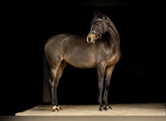 Caballo de deporte alemán, Yegua, 7 años, 163 cm, Castaño oscuro