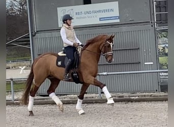 Caballo de deporte alemán, Yegua, 7 años, 164 cm, Alazán