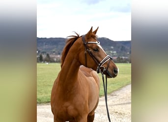 Caballo de deporte alemán, Yegua, 7 años, 164 cm, Alazán