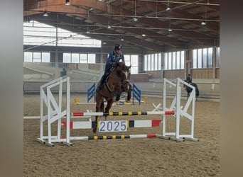 Caballo de deporte alemán, Yegua, 7 años, 164 cm, Alazán