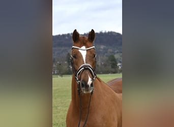 Caballo de deporte alemán, Yegua, 7 años, 164 cm, Alazán