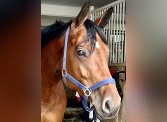 Caballo de deporte alemán, Yegua, 7 años, 164 cm