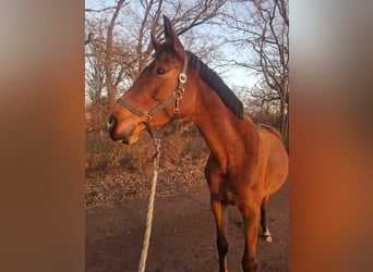 Caballo de deporte alemán, Yegua, 7 años, 165 cm, Castaño