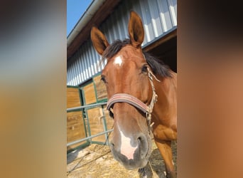 Caballo de deporte alemán, Yegua, 7 años, 165 cm, Castaño