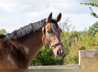 Caballo de deporte alemán, Yegua, 7 años, 165 cm, Castaño