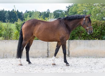 Caballo de deporte alemán, Yegua, 7 años, 165 cm, Castaño