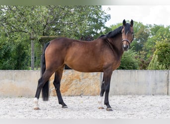 Caballo de deporte alemán, Yegua, 7 años, 165 cm, Castaño