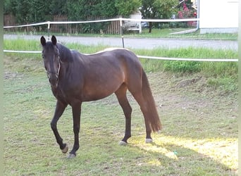 Caballo de deporte alemán, Yegua, 7 años, 165 cm, Morcillo