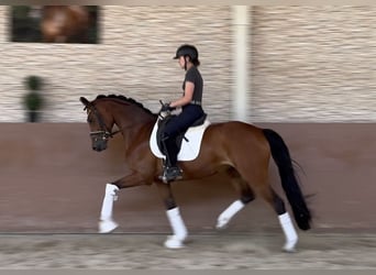 Caballo de deporte alemán, Yegua, 7 años, 166 cm, Castaño