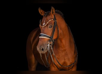 Caballo de deporte alemán, Yegua, 7 años, 166 cm, Castaño