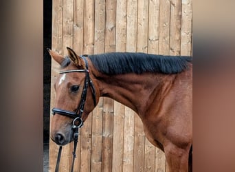 Caballo de deporte alemán, Yegua, 7 años, 167 cm, Castaño