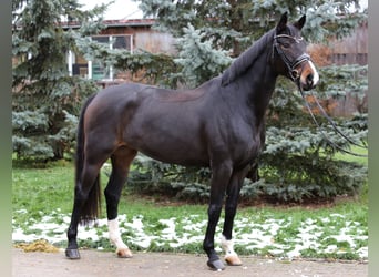 Caballo de deporte alemán, Yegua, 7 años, 167 cm, Castaño oscuro