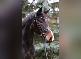 Caballo de deporte alemán, Yegua, 7 años, 167 cm, Castaño oscuro