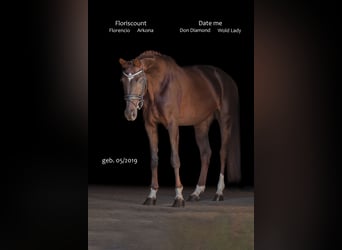 Caballo de deporte alemán, Yegua, 7 años, 168 cm, Alazán-tostado