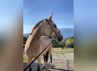 Caballo de deporte alemán, Yegua, 7 años, 168 cm, Buckskin/Bayo