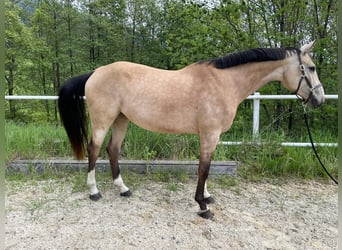 Caballo de deporte alemán, Yegua, 7 años, 168 cm, Buckskin/Bayo