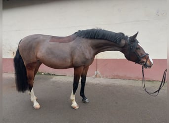 Caballo de deporte alemán, Yegua, 7 años, 168 cm