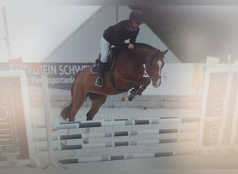 Caballo de deporte alemán, Yegua, 7 años, 168 cm