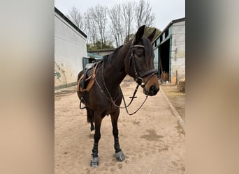 Caballo de deporte alemán, Yegua, 7 años, 168 cm, Castaño