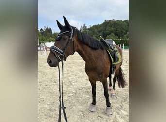 Caballo de deporte alemán, Yegua, 7 años, 168 cm, Castaño