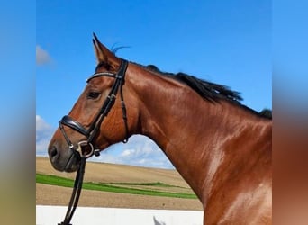 Caballo de deporte alemán, Yegua, 7 años, 168 cm, Castaño