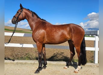 Caballo de deporte alemán, Yegua, 7 años, 168 cm, Castaño