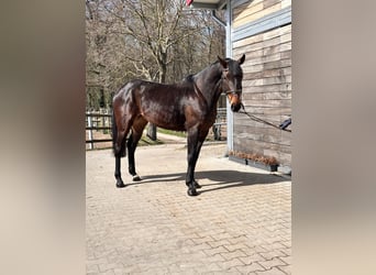 Caballo de deporte alemán, Yegua, 7 años, 168 cm, Castaño