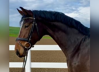 Caballo de deporte alemán, Yegua, 7 años, 168 cm, Castaño oscuro