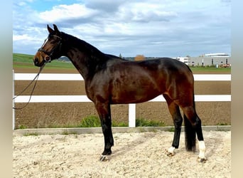 Caballo de deporte alemán, Yegua, 7 años, 168 cm, Castaño oscuro